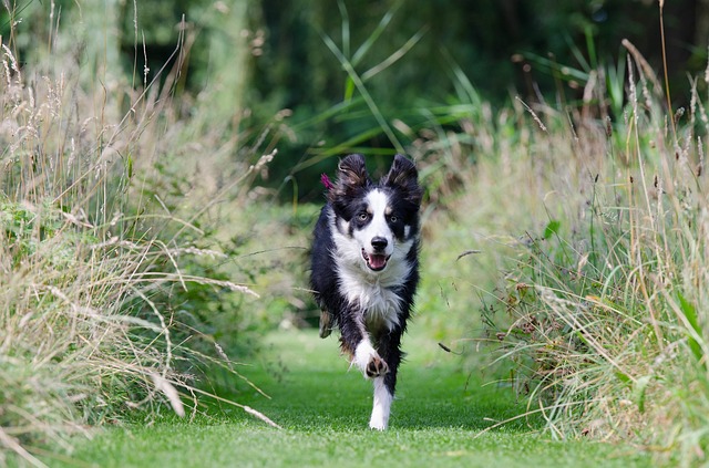 Border Collie tra l'erba