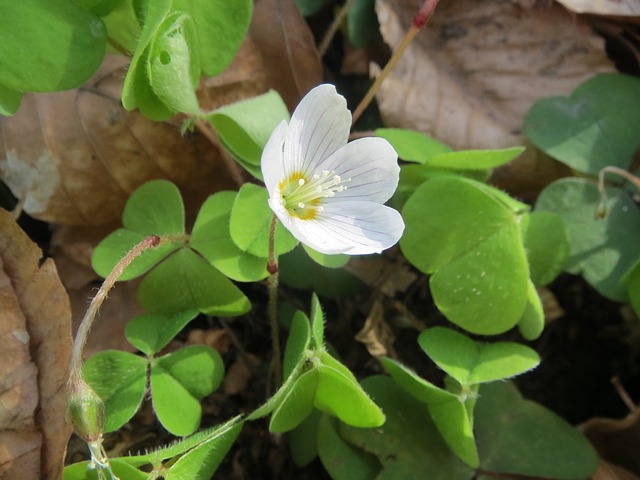 Acetosa Acetosa