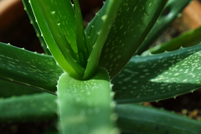 Aloe Vera Aloe Vera