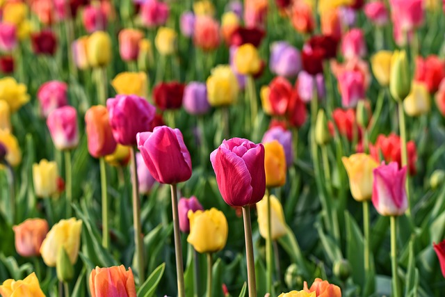 Tulipani Tulipani