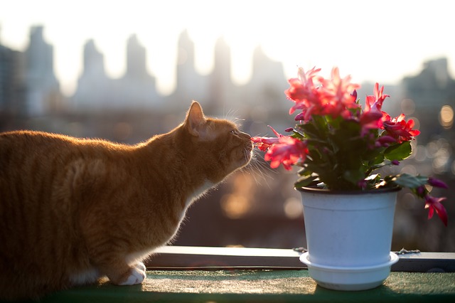 Gatto e fiore