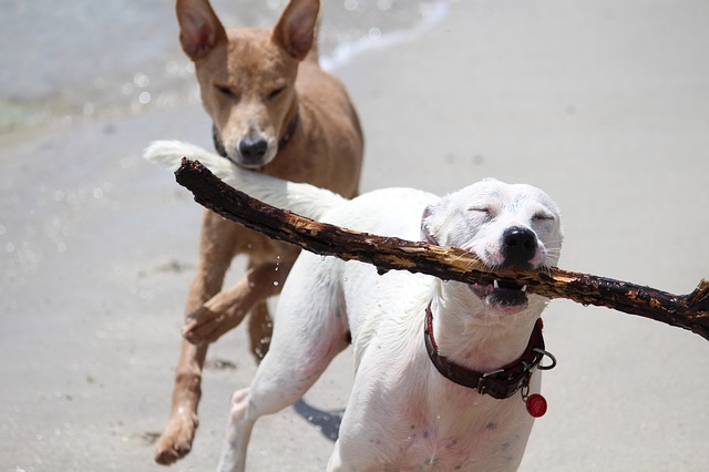 Cani in spiaggia