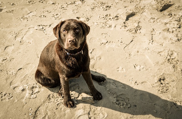 Labrador in spiaggia Labrador in spiaggia
